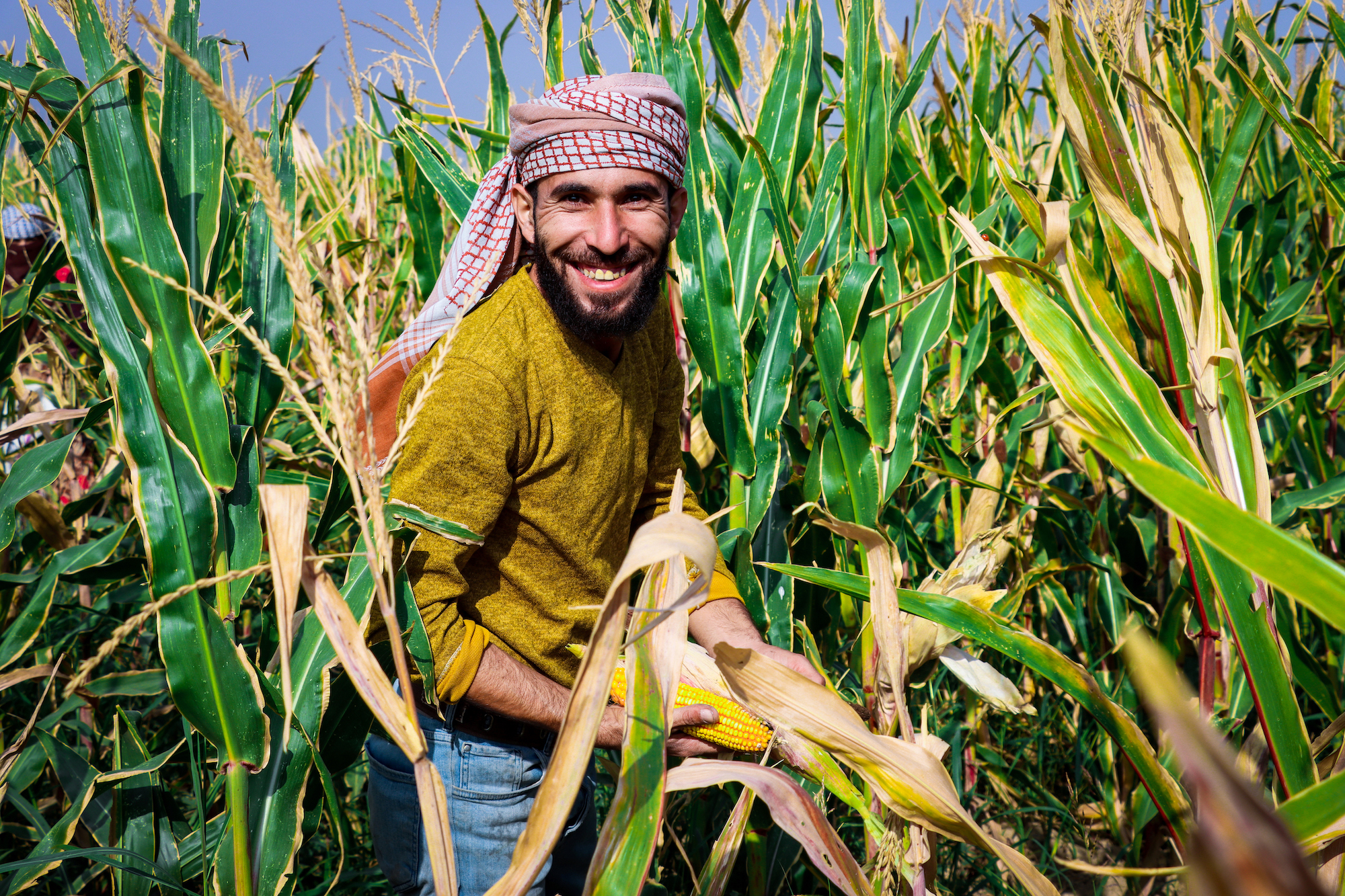 Abdullah and his family are happy to finally reap the benefits of their hard work. Around 150 farmers in Deir ez-Zor harvested approximately 600 tons of corn in 2022 as a result of the UNDP Value Chain Support Programme, financed through the Funding Windows. The project is enhancing food security and improving livelihoods in targeted communities.
